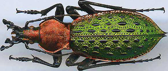 http://www.gorodinski.ru/carabus/Coptolabrus principalis.jpg